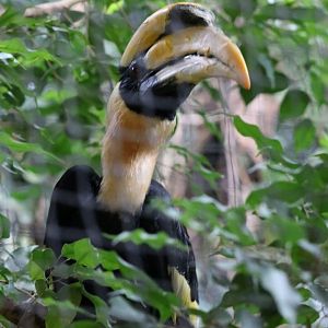 Great Pied Hornbill