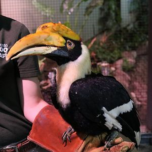 Great Pied Hornbill