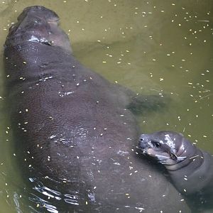 Pygmy Hippo's-Mother and Calf