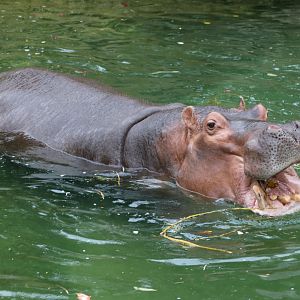 Nile Hippo