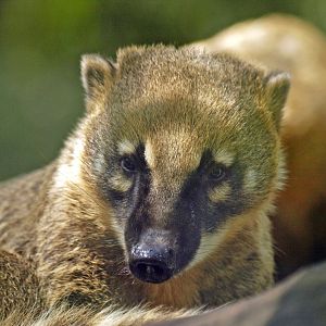 Coati