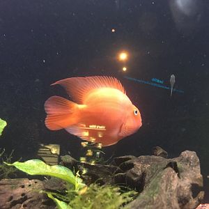 Parrot cichlid