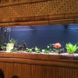 Most of the Asian tank