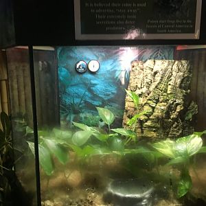 Green and black poison dart frog terrarium