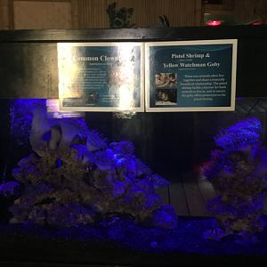 Clownfish/Watchman goby/Pistol shrimp exhibit