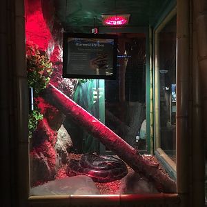 Burmese python exhibit