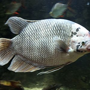 Giant Gourami at ZSL London Zoo 2/11/2018
