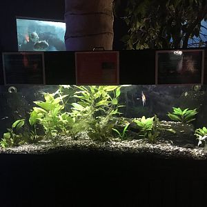 South American River tank