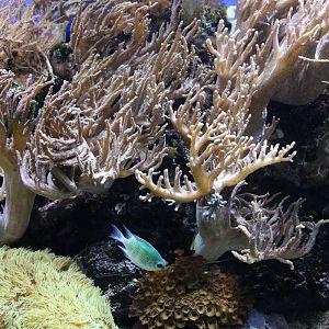 Marine Tropical scene ZSL London Zoo 2/11/2018