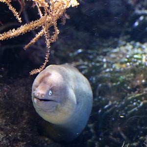 Greyface Moray Eel at ZSL London Zoo 2/11/2018