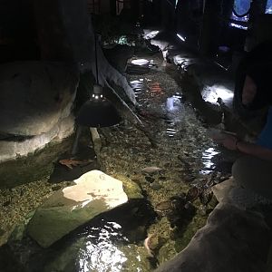 Koi/turtle exhibit pt. 2