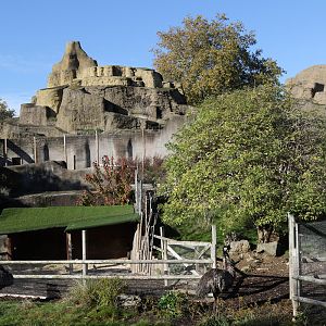 Emu enclosure and derelict Mappin Terraces at ZSL London Zoo 2/11/18