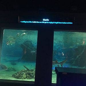 Shark exhibit