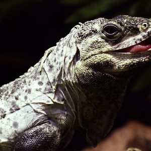Utila Spiny-tailed Iguana at ZSL London Zoo 2/11/2018
