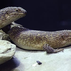 Gidgee Spiny-tailed Skink at ZSL London Zoo 2/11/18