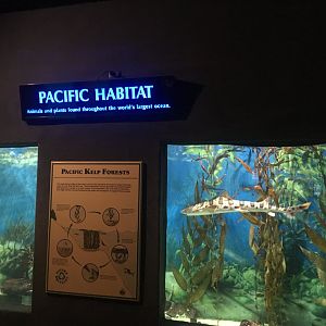 Le Pacific habitat