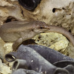 Round Island Skink at ZSL London Zoo 2/11/2018