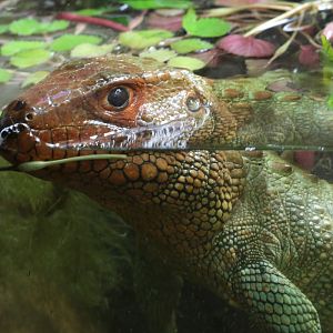 Caiman Lizard at ZSL London Zoo 2/11/2018