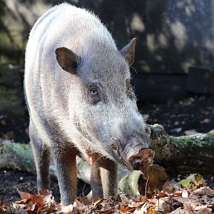 Bornean Bearded Pig at ZSL London Zoo 2/11/2018