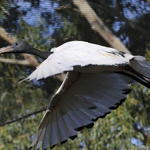 Sacred Ibis in flight at ZSL London Zoo 2/11/2018