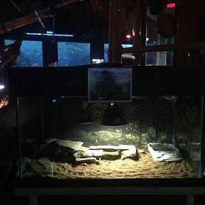 Pancake tortoise terrarium