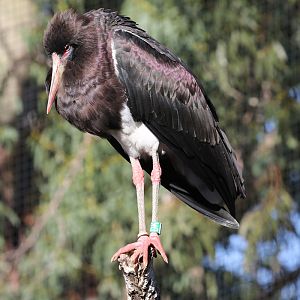 Abdim's Stork at ZSL London Zoo 2/11/2018