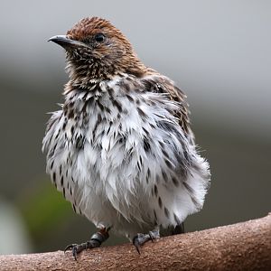 Amethyst Starling (female) at ZSL London Zoo 2/11/2018