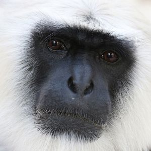 Grey Langur at ZSL London Zoo 2/11/2018