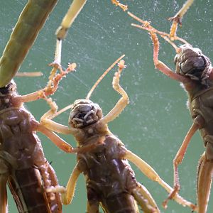 Locusts at ZSL London Zoo 2/11/2018