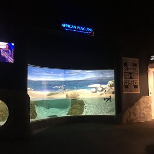 Part of the African penguin exhibit