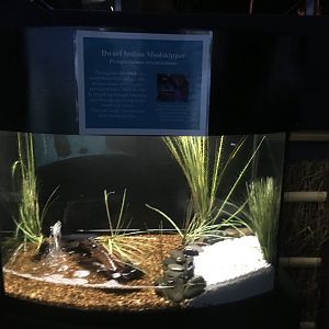 Dwarf Indian Mudskipper aquarium
