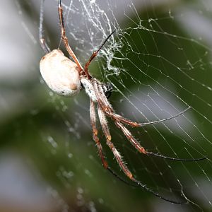Golden Orb-weaver spider at ZSL London Zoo 2/11/2018