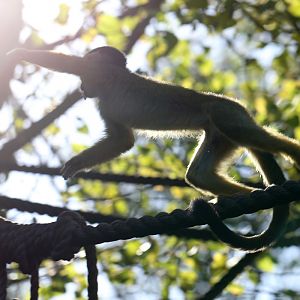 Black-capped Squirrel Monkey at ZSL London Zoo 2/11/2018