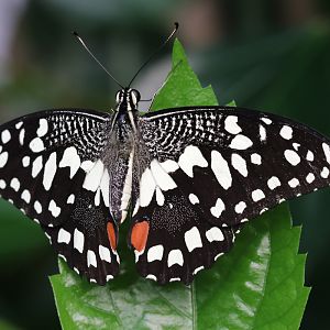 Lime Swallowtail at ZSL London Zoo 2/11/2018