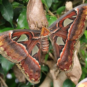 Atlas Moth at ZSL London Zoo 2/11/2018
