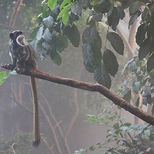 Bearded Emperor Tamarin at ZSL London Zoo 2/11/2018