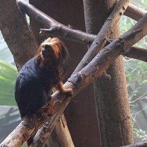 Golden-headed Lion Tamarin at ZSL London Zoo 2/11/2018