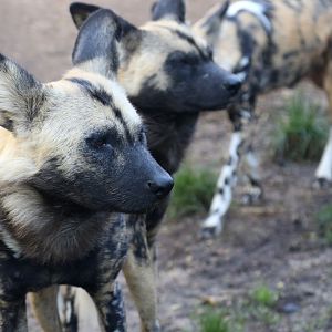 African Hunting Dogs at ZSL London Zoo 2/11/2018
