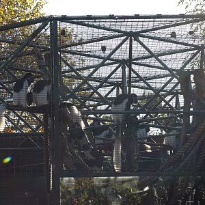 Colobus Cage at ZSL London Zoo 2/11/2018