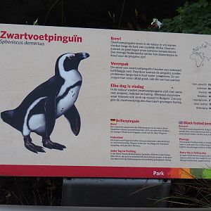 Sign Black-footed penguin (Sep 16th, 2018)