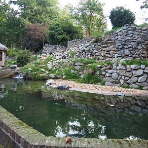 Black-footed penguin exhibit (Sep 16th, 2018)