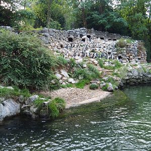 Black-footed penguin exhibit (Sep 16th, 2018)