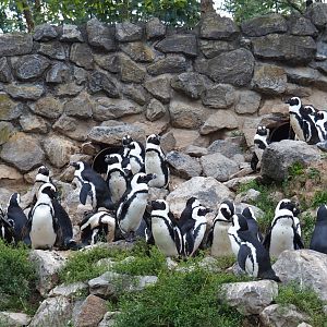Black-footed penguins (Spheniscus demersus), Sep 16th, 2018