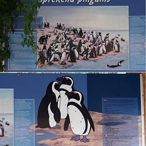 Penguin education sign (Sep 16th, 2018)