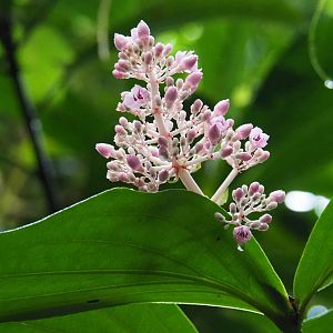 Medinilla species flower buds (Sep 16th, 2018)