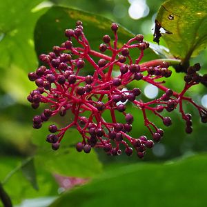 Medinilla species fruits (Sep 16th, 2018)