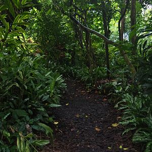 Pathway and foliage in Burgers' Bush (Sep 16th, 2018)