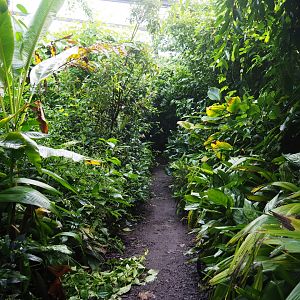 Narrow forest pathway in the Bush (Sep 16th, 2018)