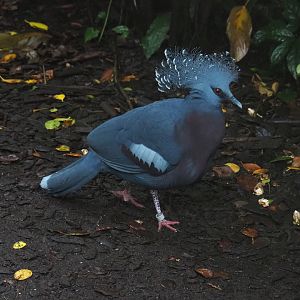 Victoria crowned pigeon (Goura victoria) in Burgers' Bush (Sep 16th, 2018)