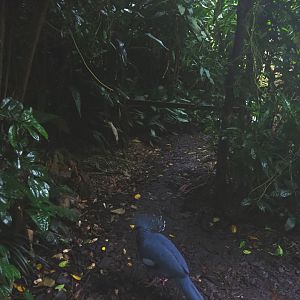 Victoria crowned pigeon (Goura victoria) and closed-off pathway in Burgers' Bush (Sep 16th, 2018)